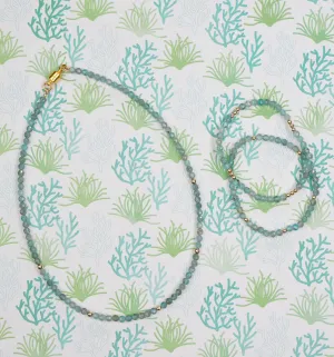 Agave Collection
