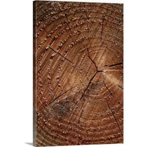 "A close up of tree rings" Canvas Wall Art