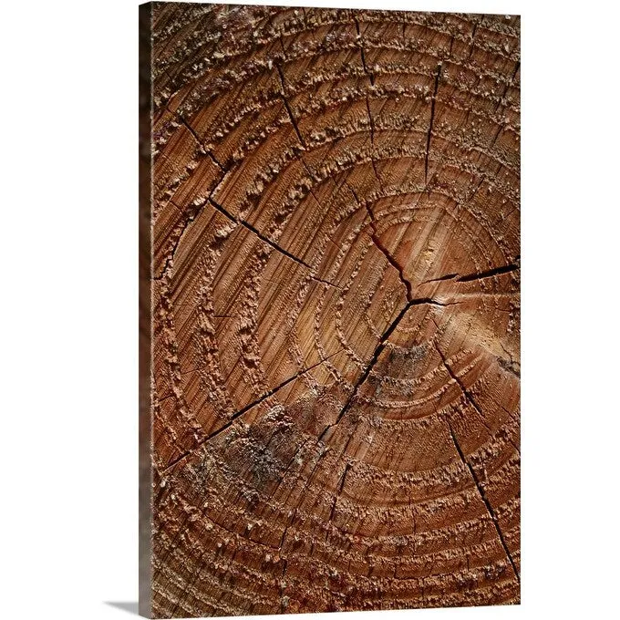 "A close up of tree rings" Canvas Wall Art